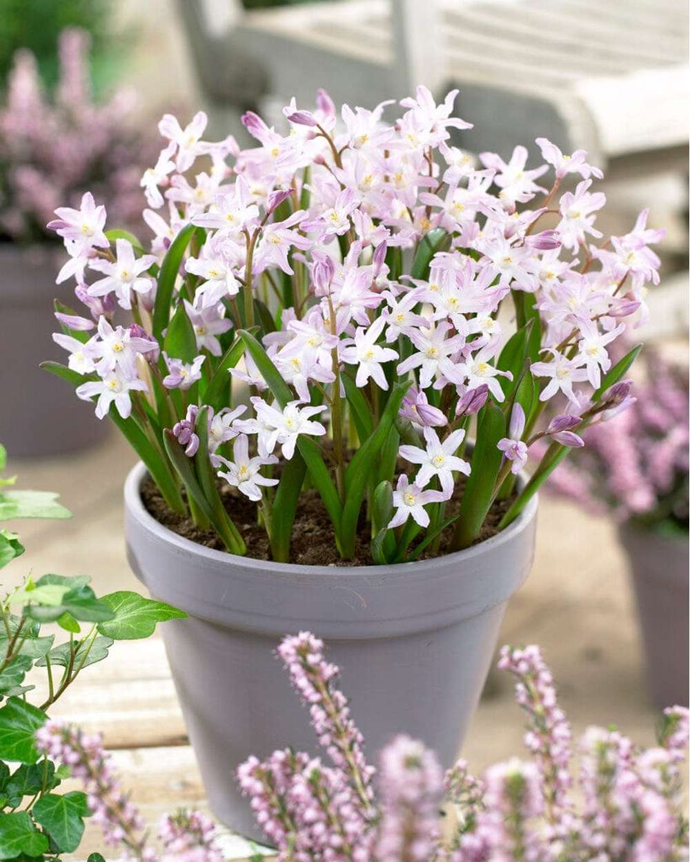 Snöstjärna Chionodoxa forbesii 'Pink Giant'